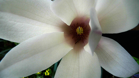 A white magnolia flower growing in partial sunlight against a dark background.の写真素材