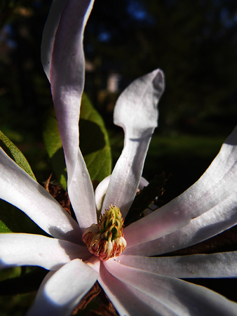 Pale pink Magnolia Stellata flowersの写真素材