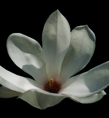 A white magnolia flower growing in partial sunlight against a dark background.の写真素材