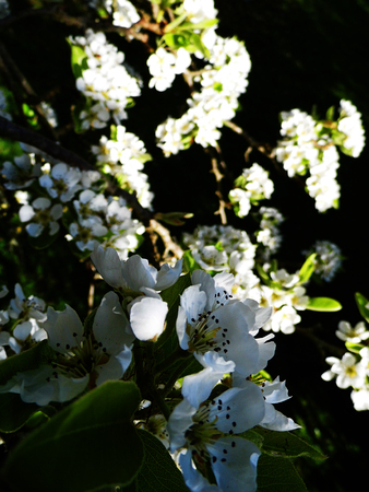 Pear blossom growing in the sun.の写真素材