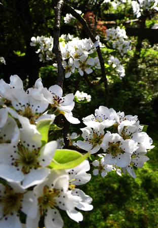 Pear blossom growing in the sun.の写真素材