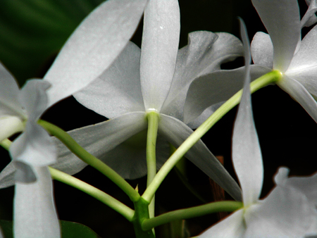White orchid flowersの写真素材