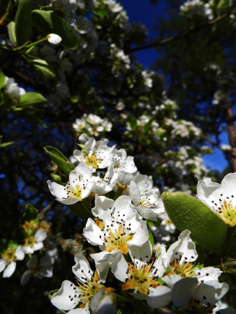 Pear blossom growing in the sun.の写真素材