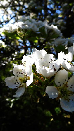 Pear blossom growing in the sun.の写真素材