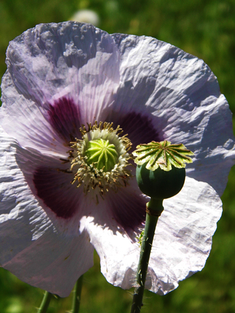 Pink poppy flower closeup.の写真素材