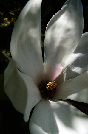 A white magnolia flower growing in partial sunlight against a dark background.の写真素材