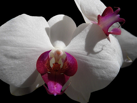 White and purple orchid flowersの写真素材