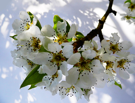 Pear blossom.の写真素材