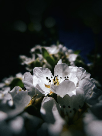 Pear blossom growing in the sun.の写真素材