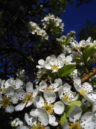 Pear blossom growing in the sun.の写真素材