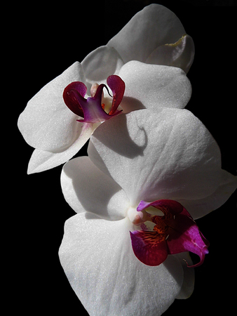 White and purple orchid flowersの写真素材