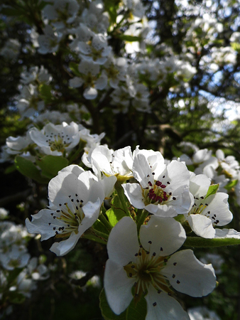 Pear blossom growing in the sun.の写真素材