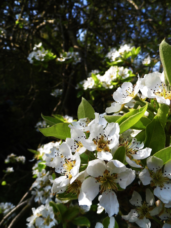 Pear blossom growing in the sun.の写真素材