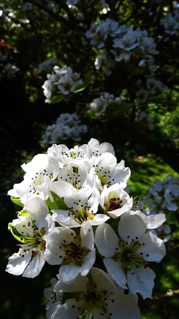 Pear blossom growing in the sun.の写真素材