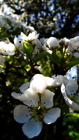Pear blossom growing in the sun.の写真素材