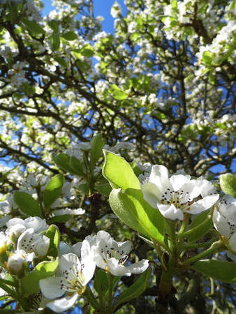 Pear blossom growing in the sun.の写真素材