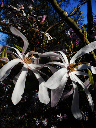 Pale pink Magnolia Stellata flowersの写真素材