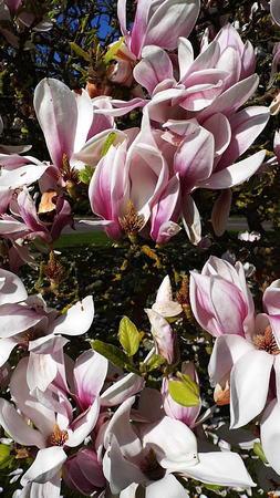 A white magnolia flower growing in partial sunlight against a dark background.の写真素材