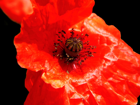 Poppy flower closeup.の写真素材