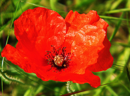 Poppy flower closeup.の写真素材