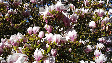 A white magnolia flower growing in partial sunlight against a dark background.の写真素材