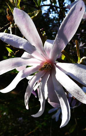 Pale pink Magnolia Stellata flowersの写真素材