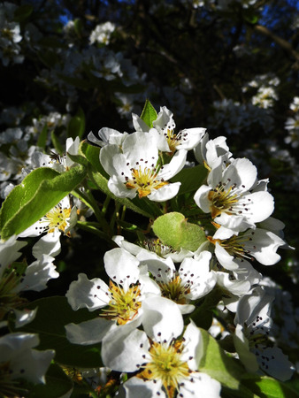 Pear blossom growing in the sun.の写真素材