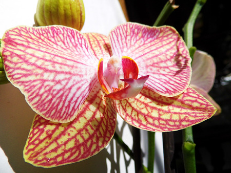 Pink orchid flowersの写真素材