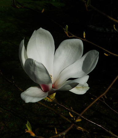 A white magnolia flower growing in partial sunlight against a dark background.の写真素材