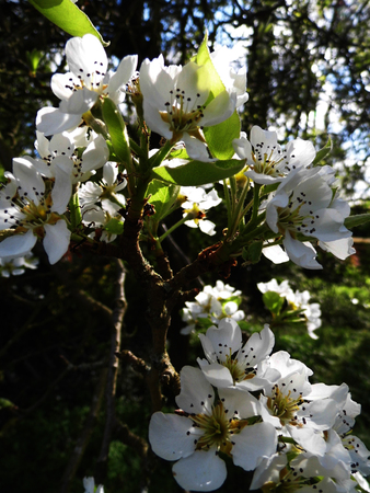 Pear blossom growing in the sun.の写真素材