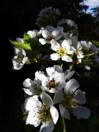 Pear blossom growing in the sun.の写真素材