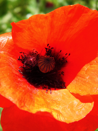 Poppy flower closeup.の写真素材