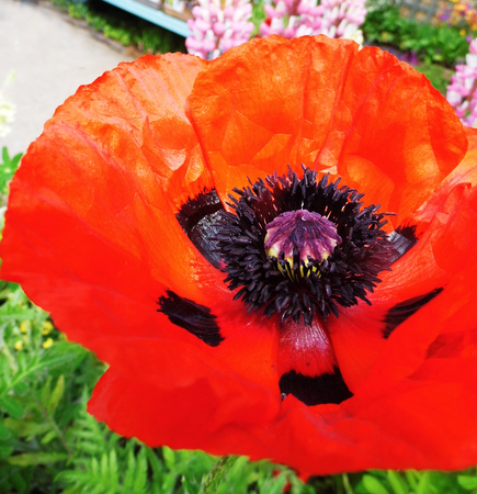 Poppy flower closeup.の写真素材