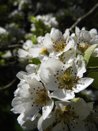 Pear blossom growing in the sun.の写真素材