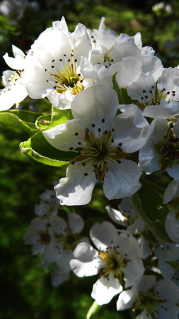Pear blossom growing in the sun.の写真素材