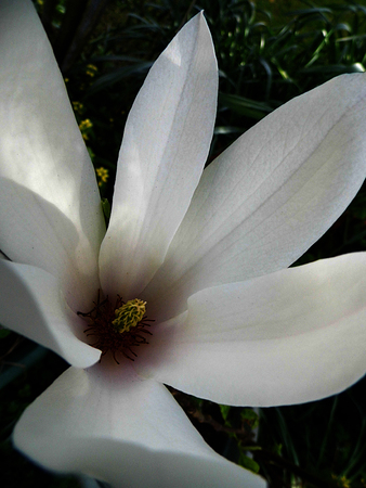 A white magnolia flower growing in partial sunlight against a dark background, seen from the top.の写真素材