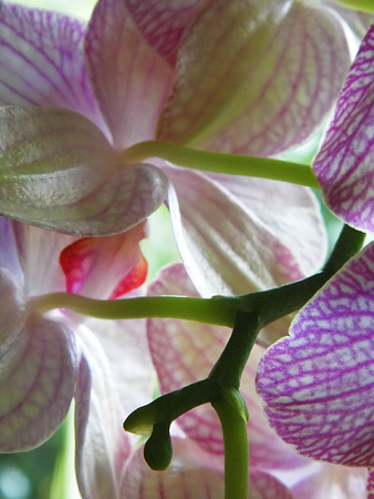 Pink orchid flowers with a delicate pattern.の写真素材