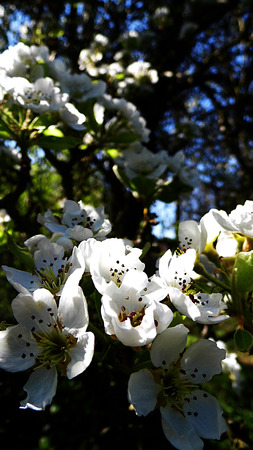 Pear blossom growing in the sun.の写真素材