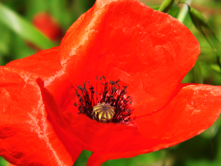Poppy flower closeup.の写真素材
