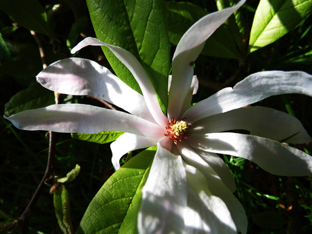 Pale pink Magnolia Stellata flowersの写真素材