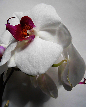 White and purple orchid flowersの写真素材
