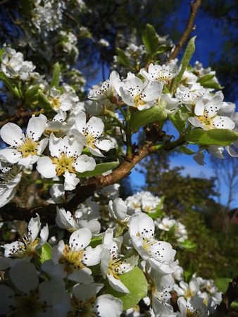 Pear blossom growing in the sun.の写真素材