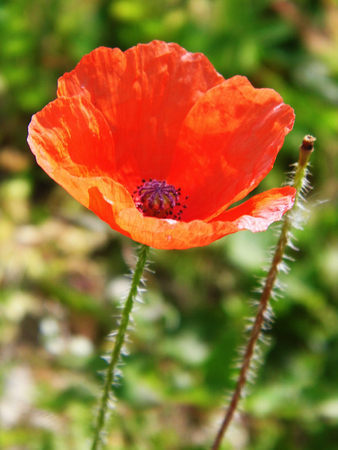 Poppy flower closeup.の写真素材