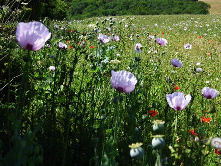 Pink puppies growing in a British field.の写真素材