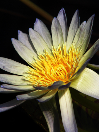 White and yellow lotus with green lotus leaves on a pondの写真素材