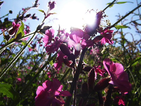 pink flowers.の写真素材