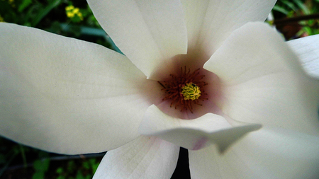 A white magnolia flower growing in partial sunlight against a dark background.の写真素材