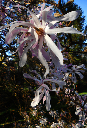 Pale pink Magnolia Stellata flowersの写真素材