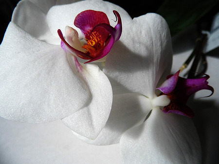 White and purple orchid flowersの写真素材