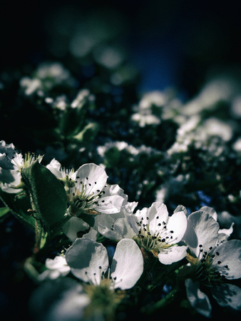 Pear blossom growing in the sun.の写真素材